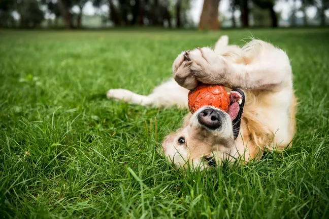 Golden retriever playing with toy on back