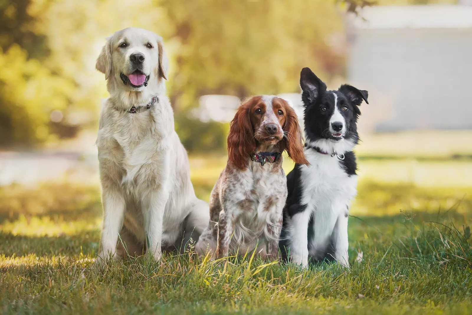 Golden retriever spaniel and border collie sitting on grass