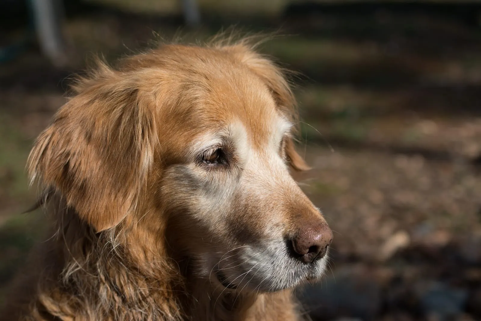 Golden retriever with some white fur on face showing age