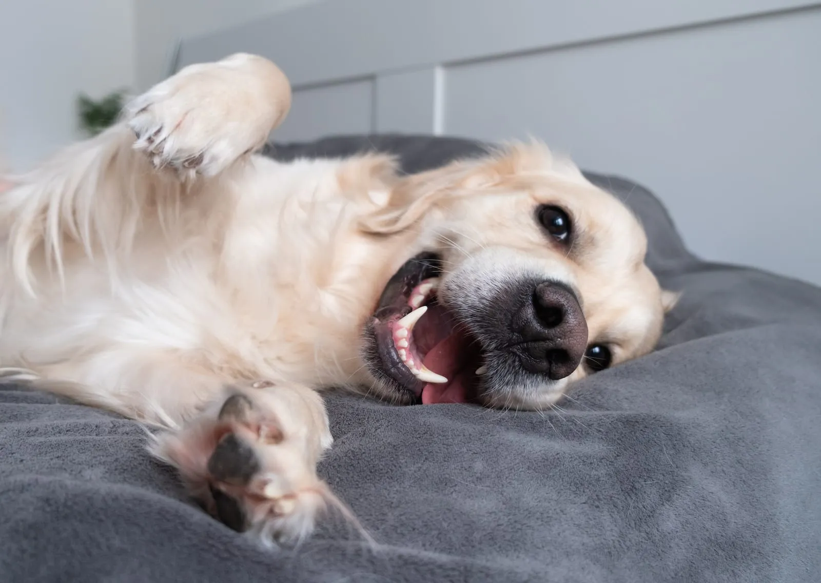 Golden retriever lying on bed looking happy