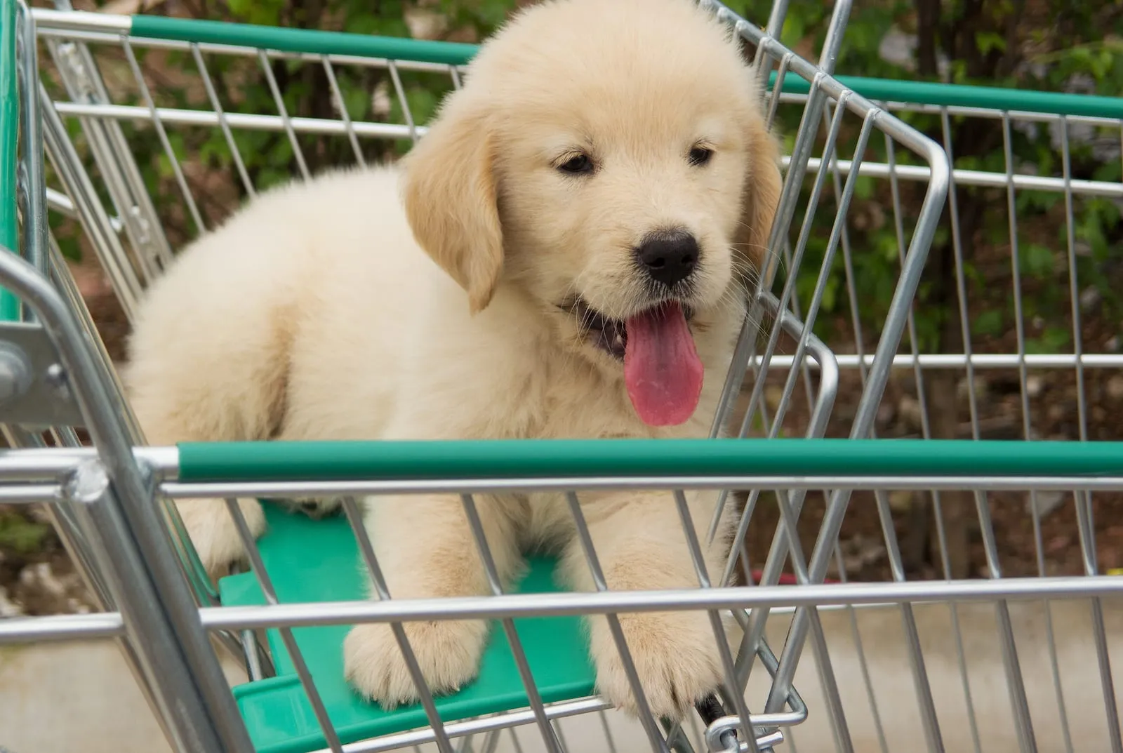 Golden retriever puppy in a trolley cart