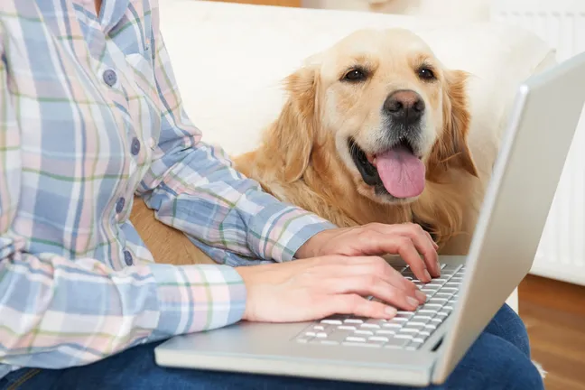 Golden retriever sitting next to man on laptop