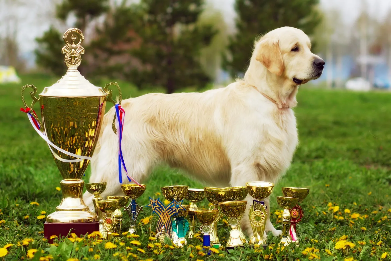 Golden retriever standing next to all its awards