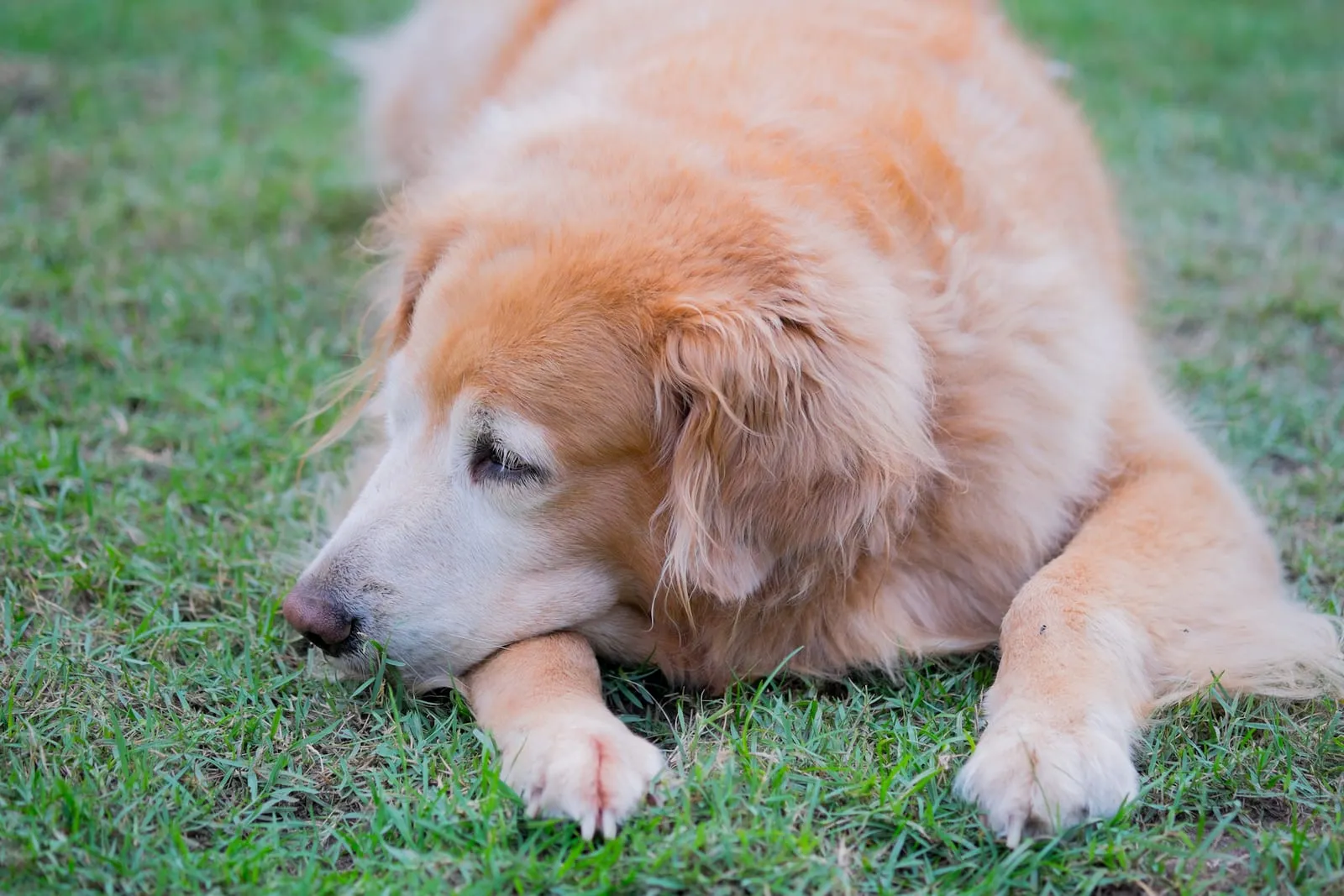 Elderly golden retriever lying on grass