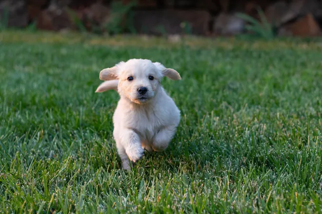 Golden retriever puppy running in the grass