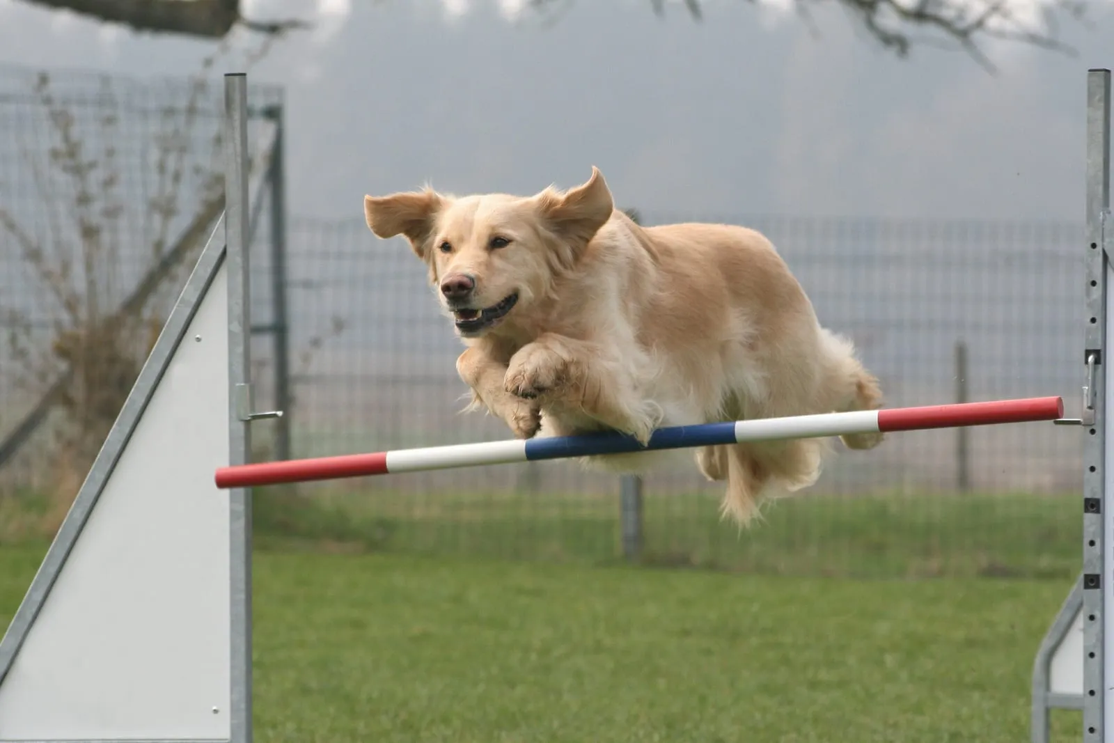 Golden retriever running through an agility course
