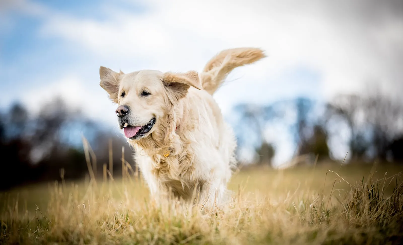 Golden retriever in long grass