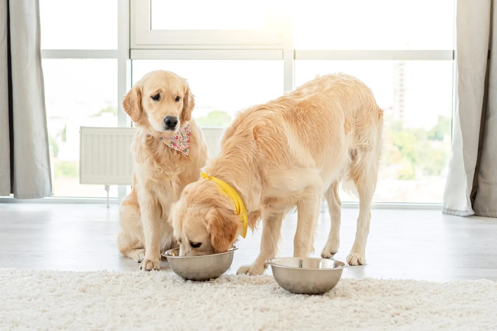 Golden retriever eating from another dogs bowl