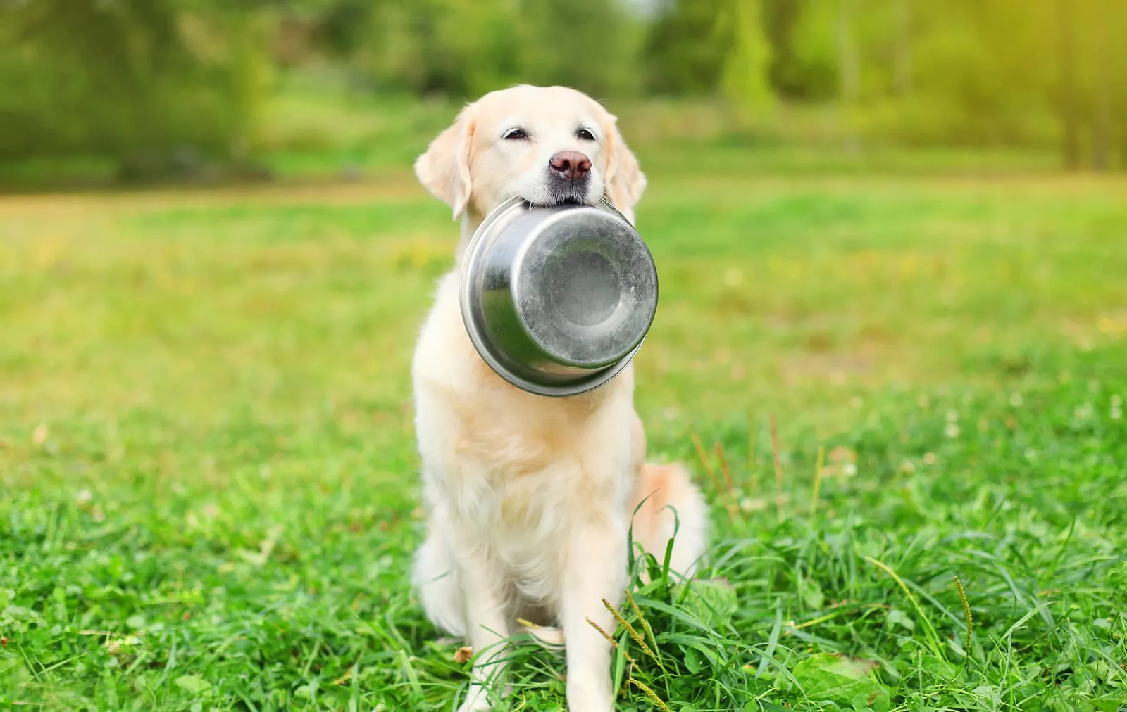 Golden retriever holding a metal bowl