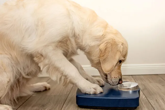 Golden retriever leaning on a scale