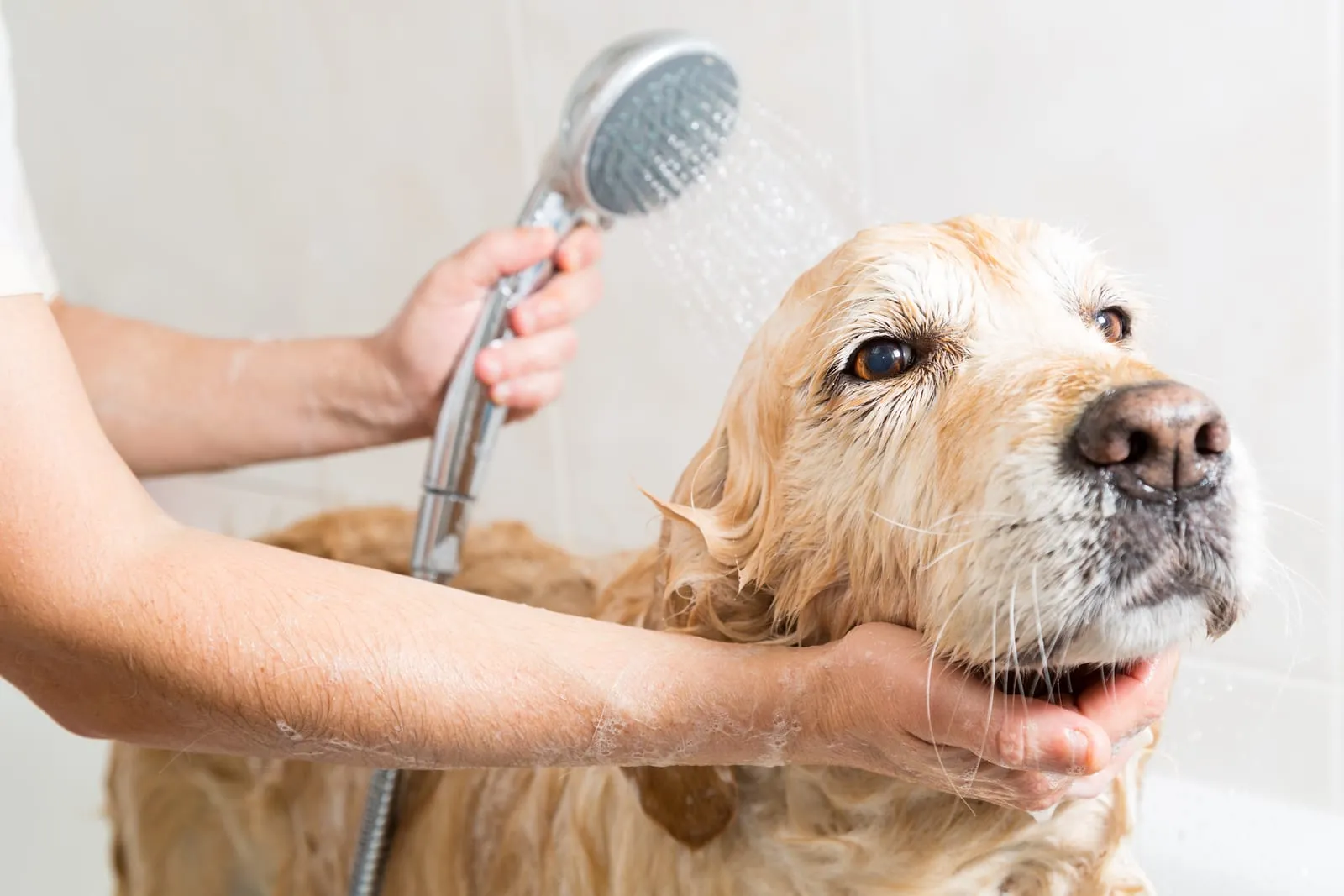 Golden retriever being bathed