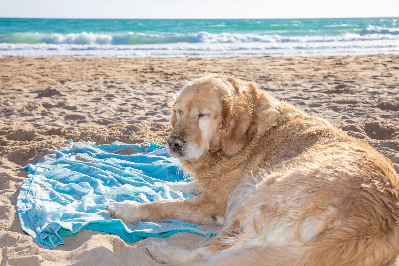Golden retriever lying down on beach