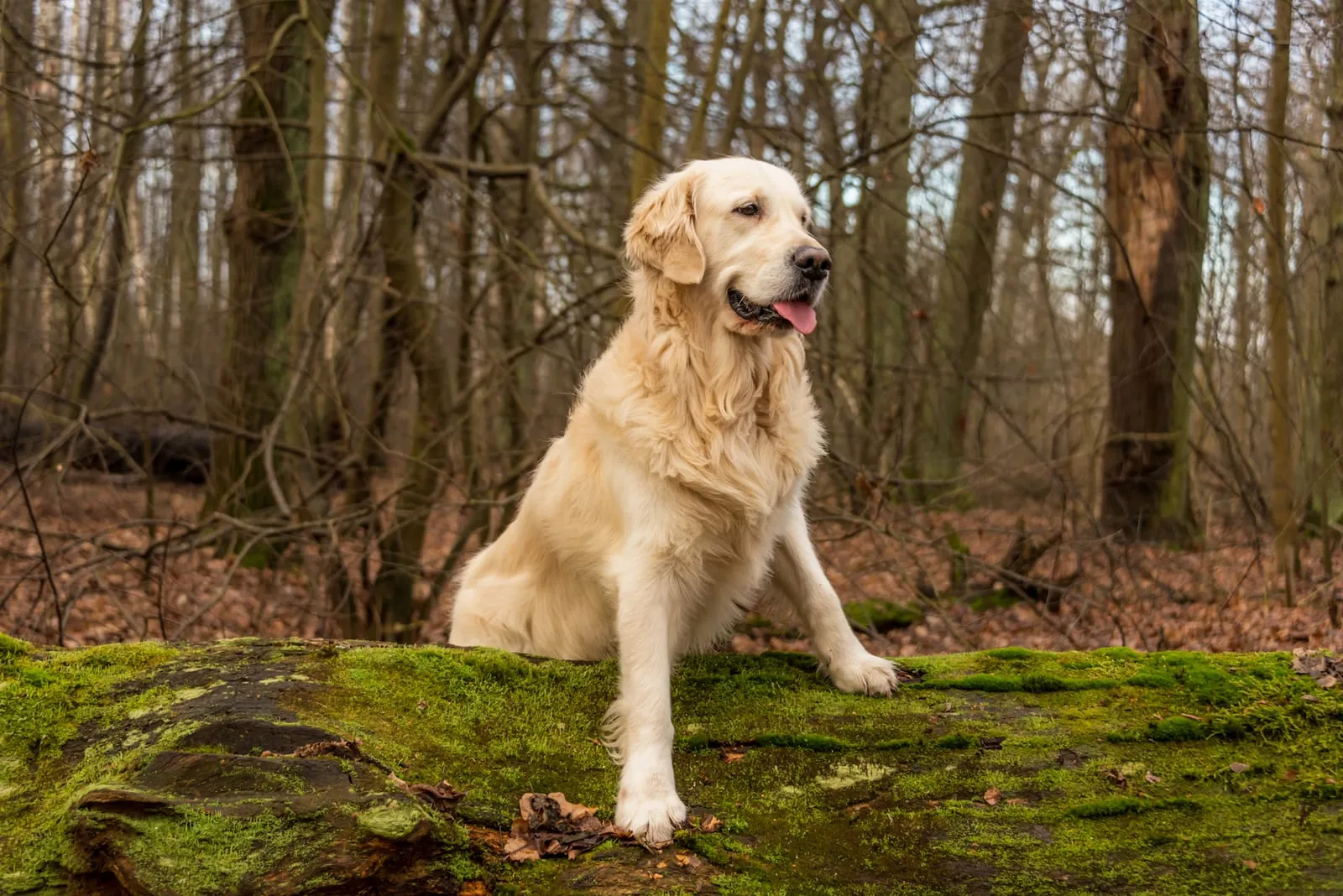 Golden retriever posing in the woods