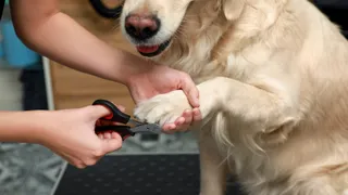 Golden retrievers nails being trimmed