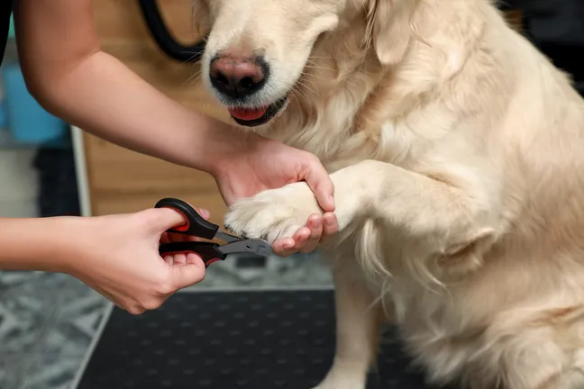 Golden retrievers nails being trimmed