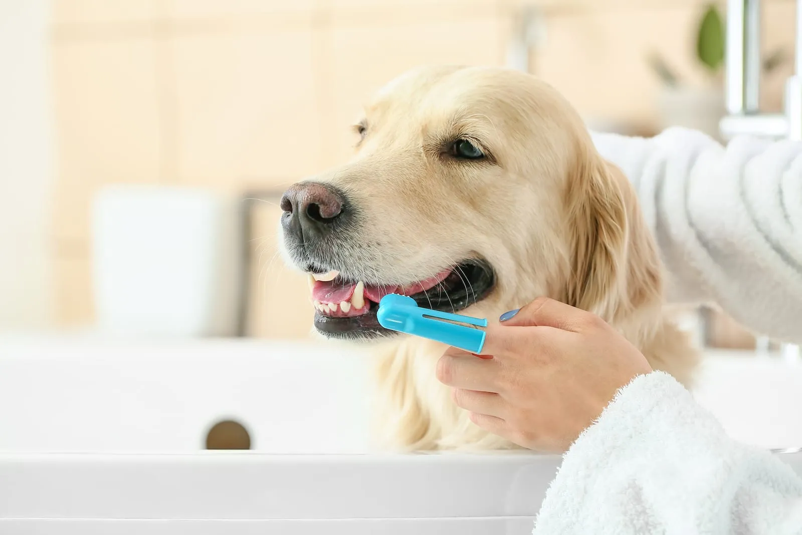 Owner brushing teeth of a golden retriever