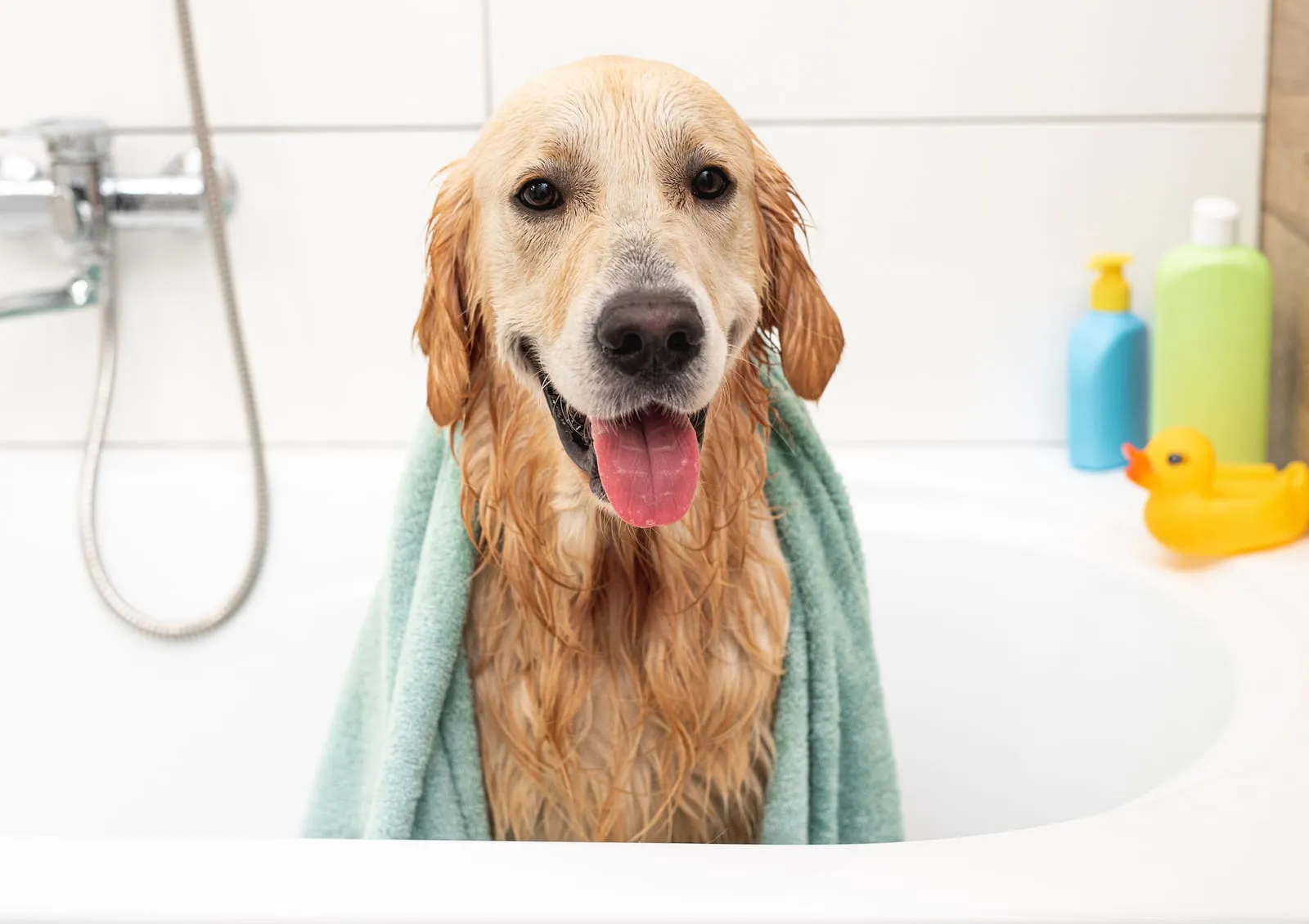Golden retreiver dog in a bathtub after washing