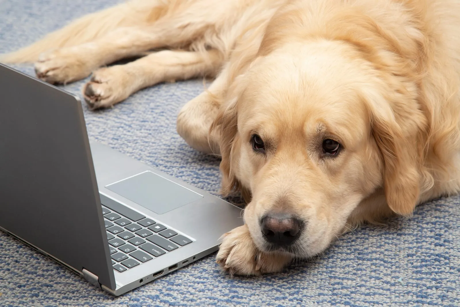 Golden retriever sitting next to a laptop