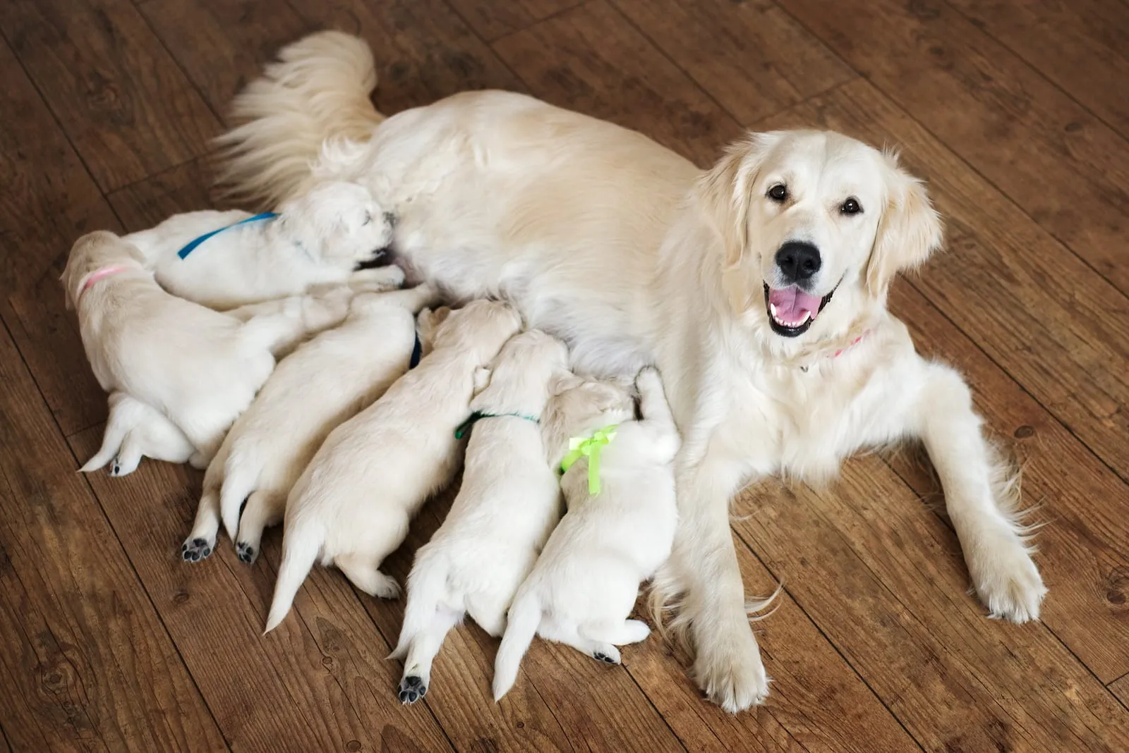 Happy golden retriever mother feeding puppies