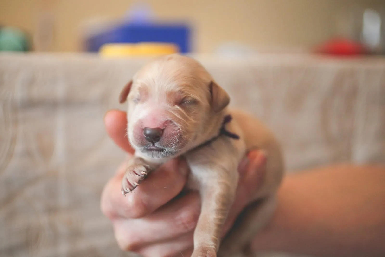 Newborn golden retriever in a person's hand