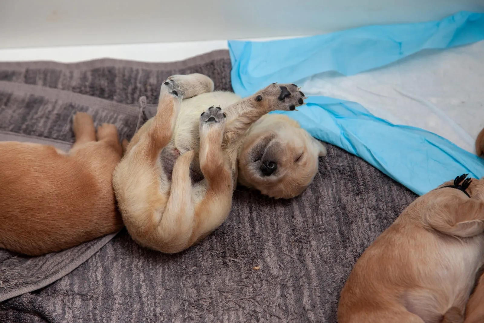 Stretched out newborn retriever puppy in a whelping box