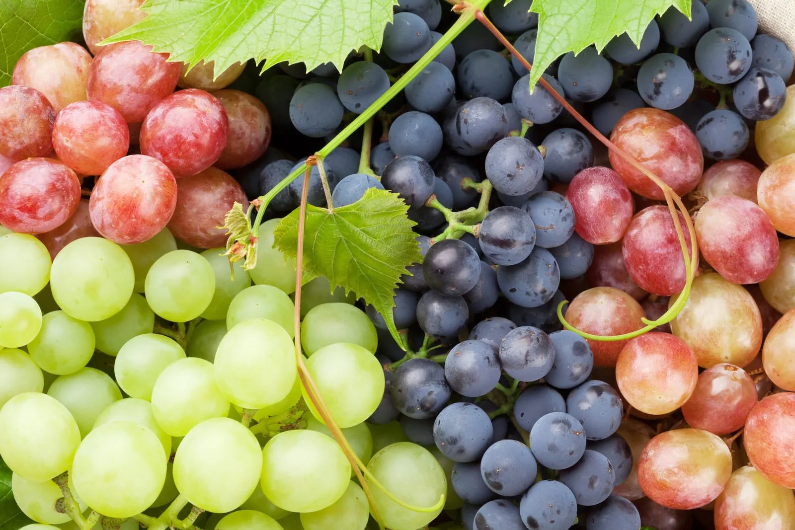Bunch of colourful grapes