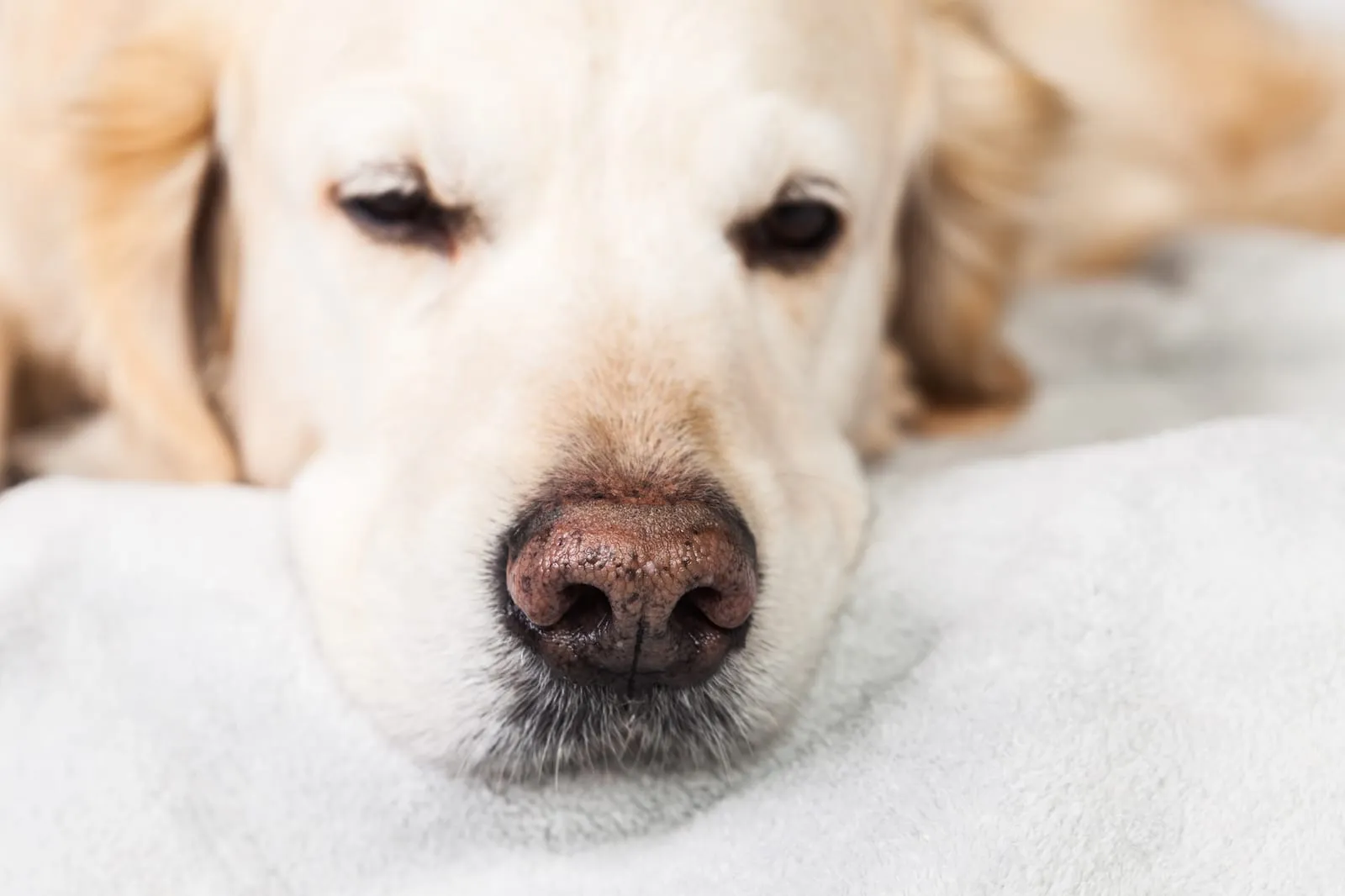 Closeup of a sleeping golden retriever