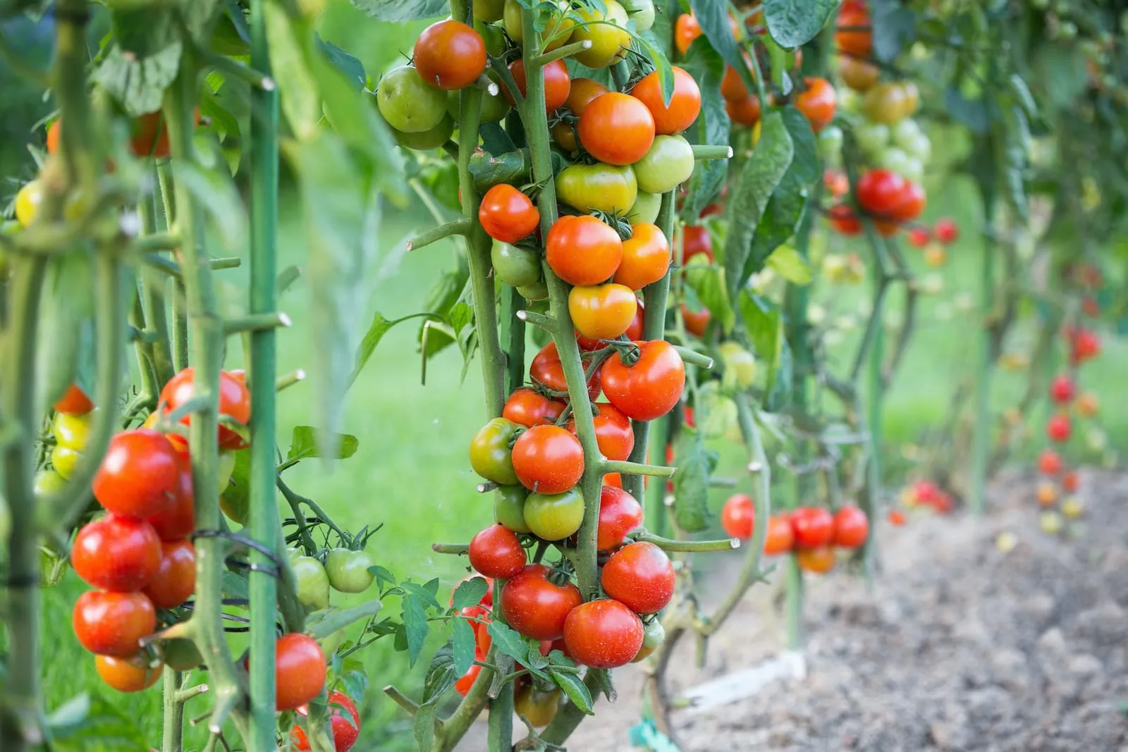Tomatoes on a vine various ripeness