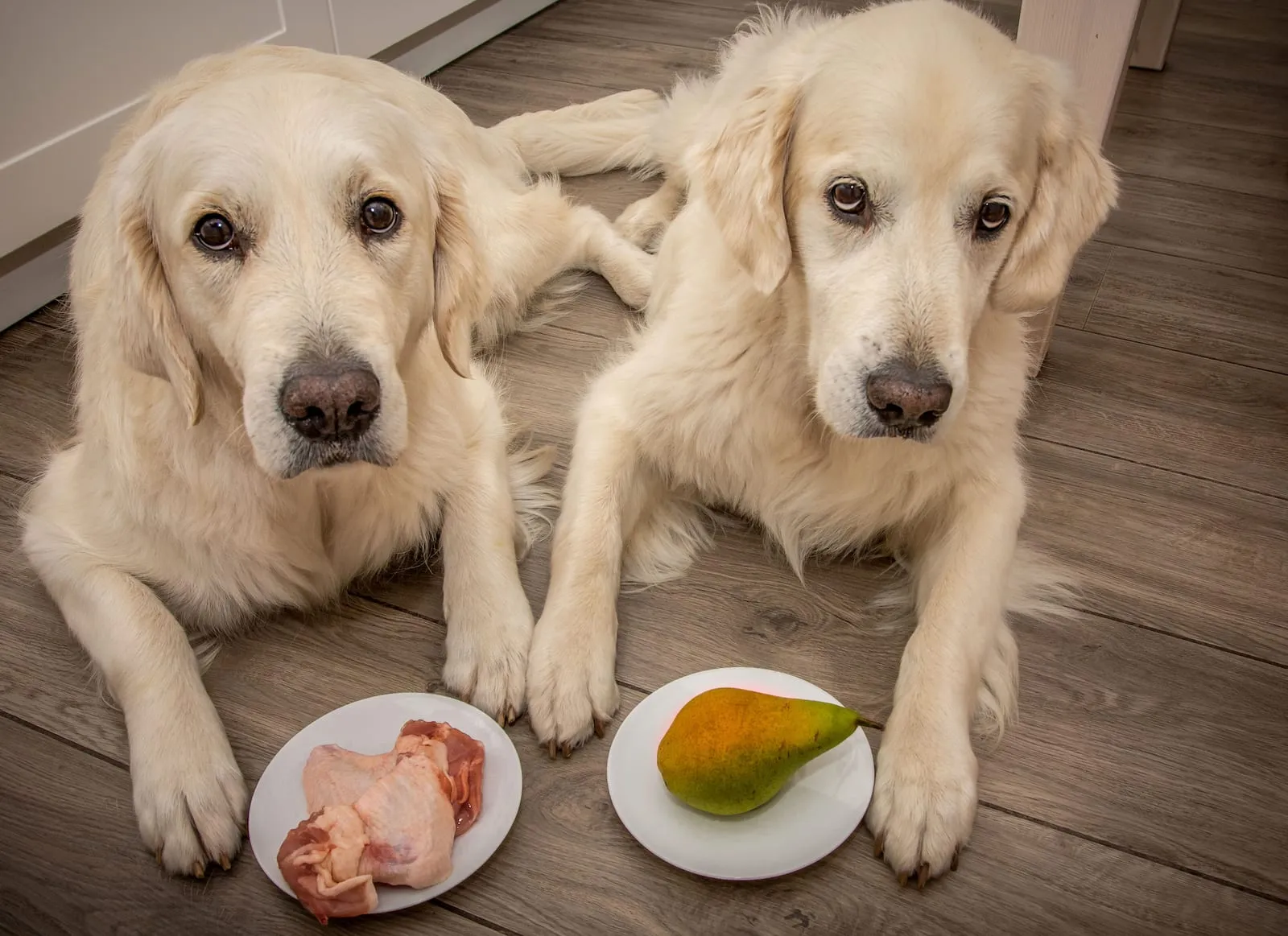 Two golden retrievers with meat and fruit