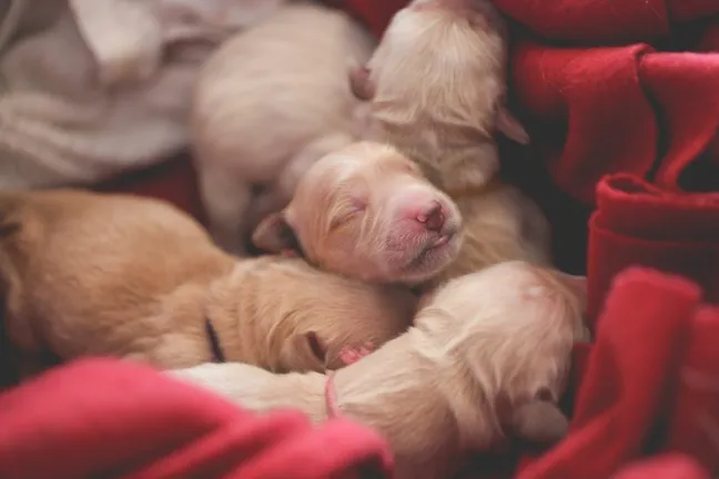 Bunch of newborn golden retriever puppies