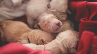 Bunch of newborn golden retriever puppies