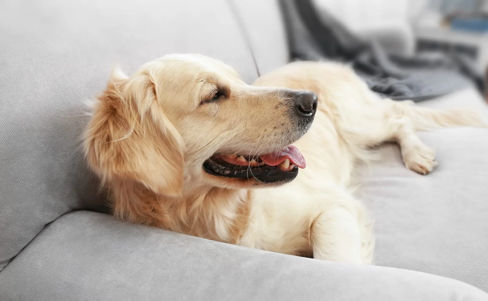 Golden retriever lying down on a sofa