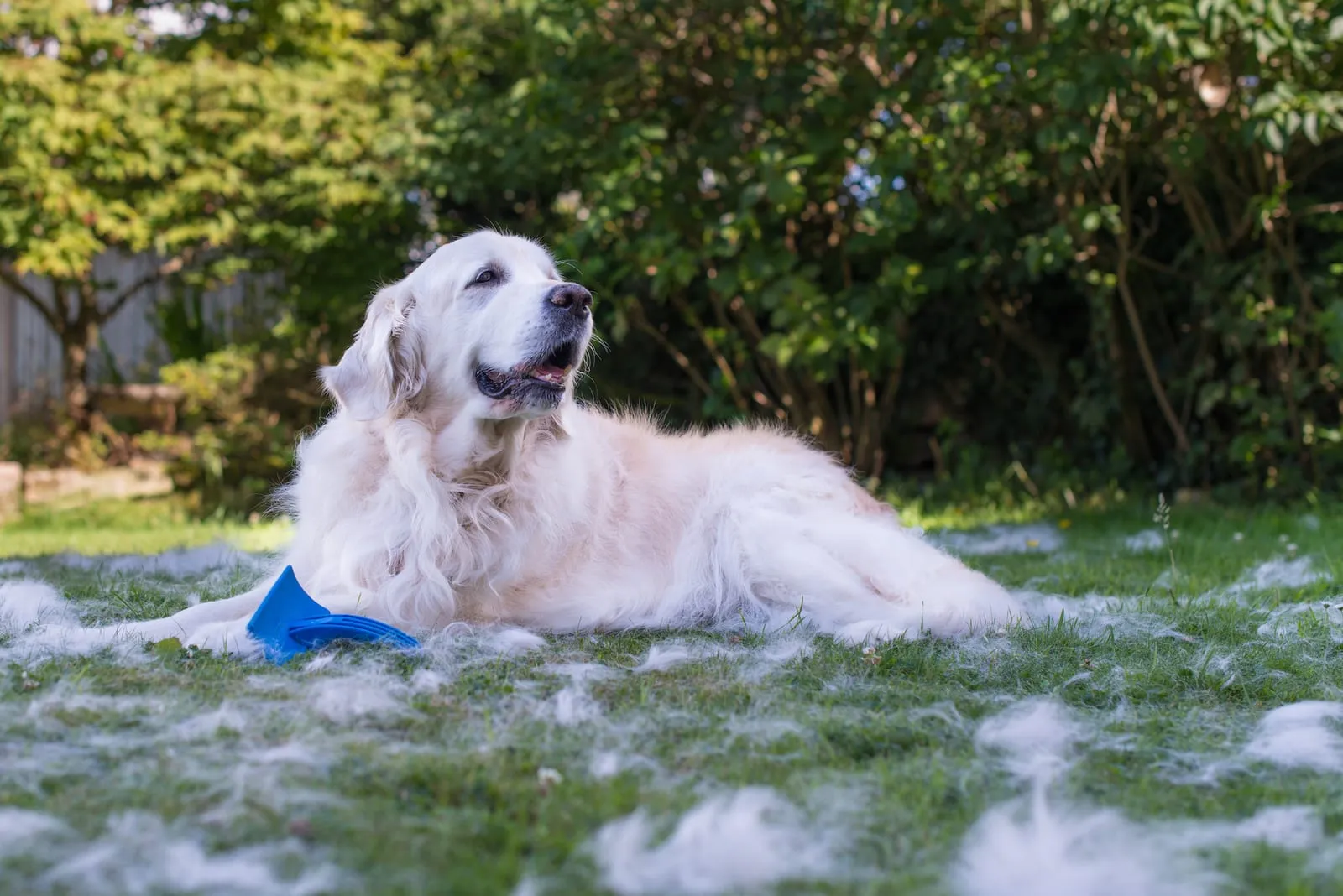Golden retriever surrounded by a bunch of fur after being brushed