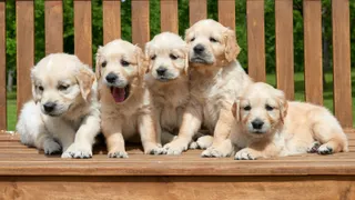 Golden retriever puppies on a bench