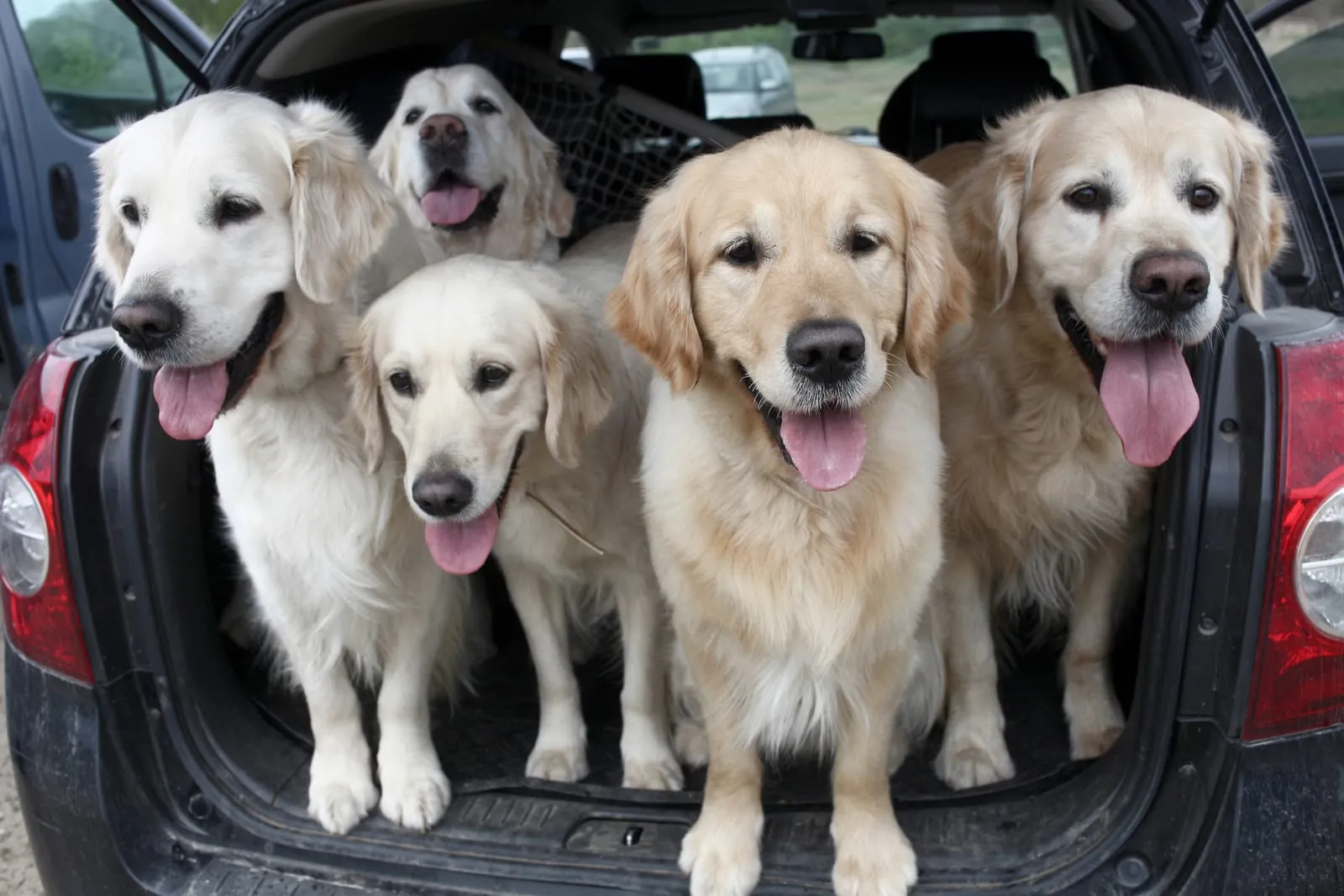Golden retrievers in the trunk of a car