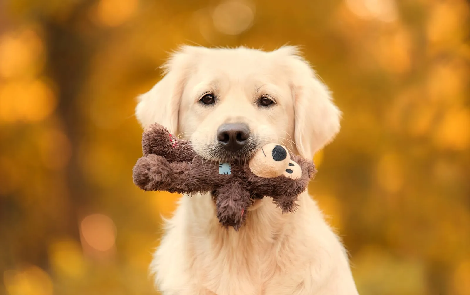 Golden retriever holding a plush toy