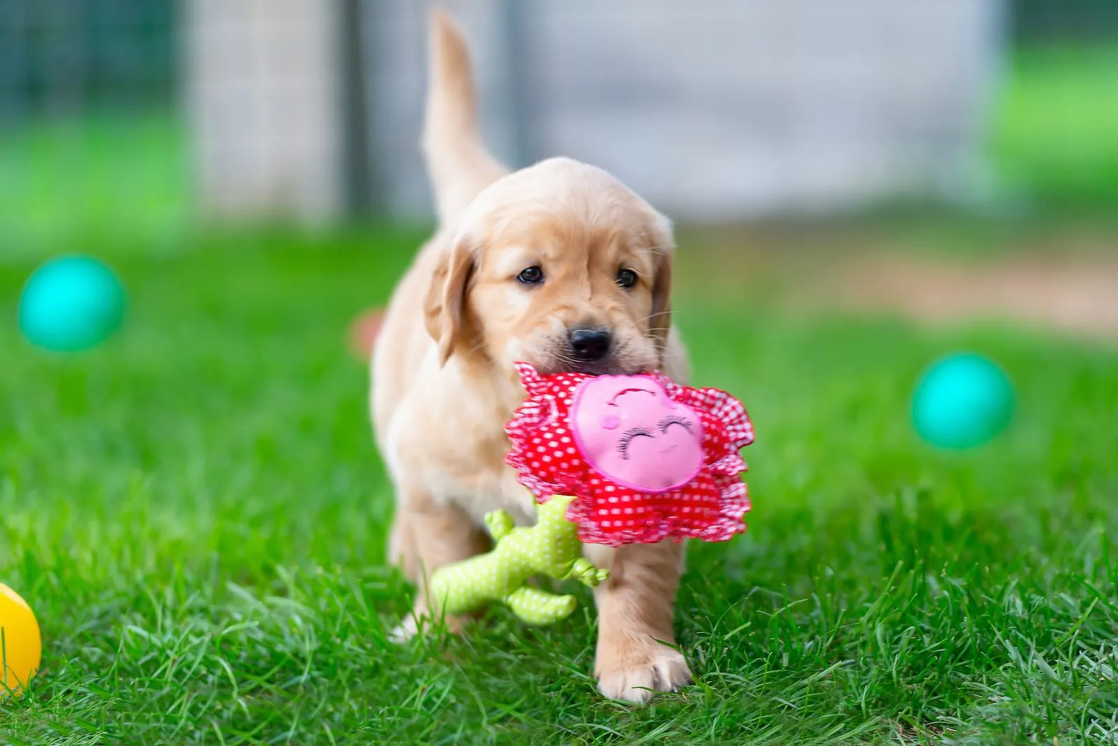 Golden retriever puppy playing with a toy in the garden