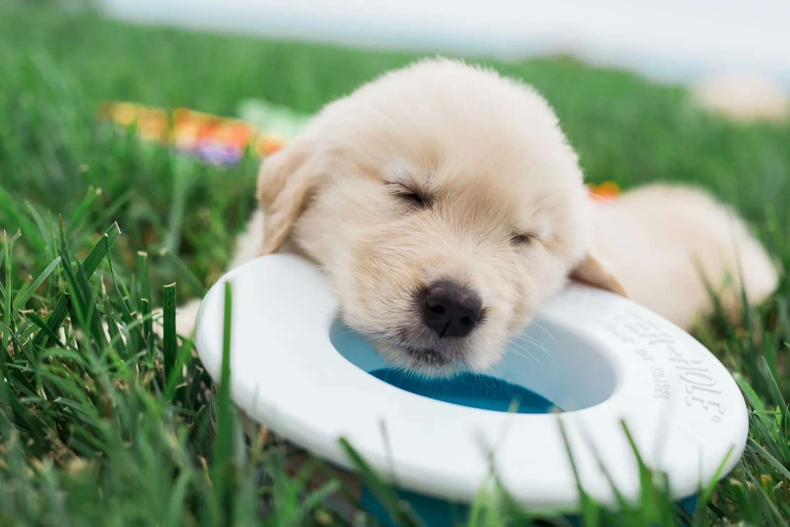 Golden retriever puppy with dog toy