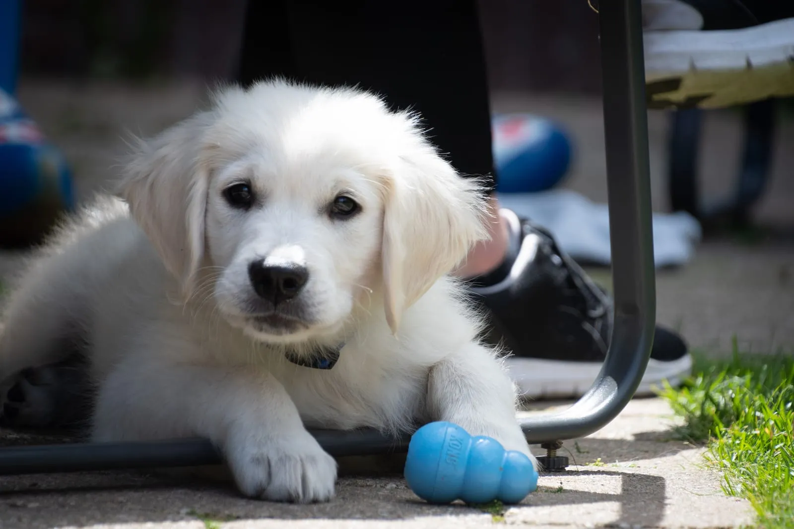 Golden retriever puppy with a kong toy