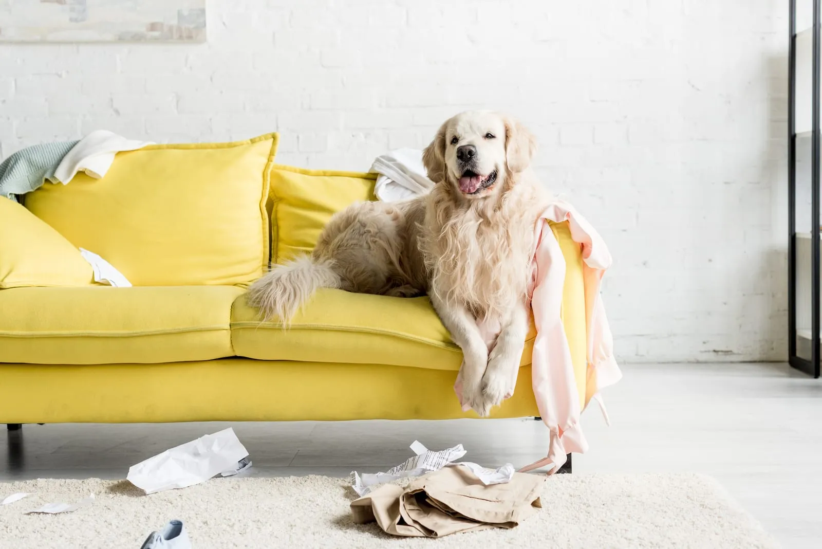 Golden retriever sitting on a yellow sofa in a messy lounge