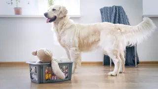 Golden retriever standing next to a basket of toys