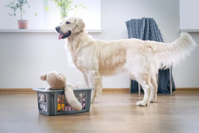 Golden retriever standing next to a basket of toys