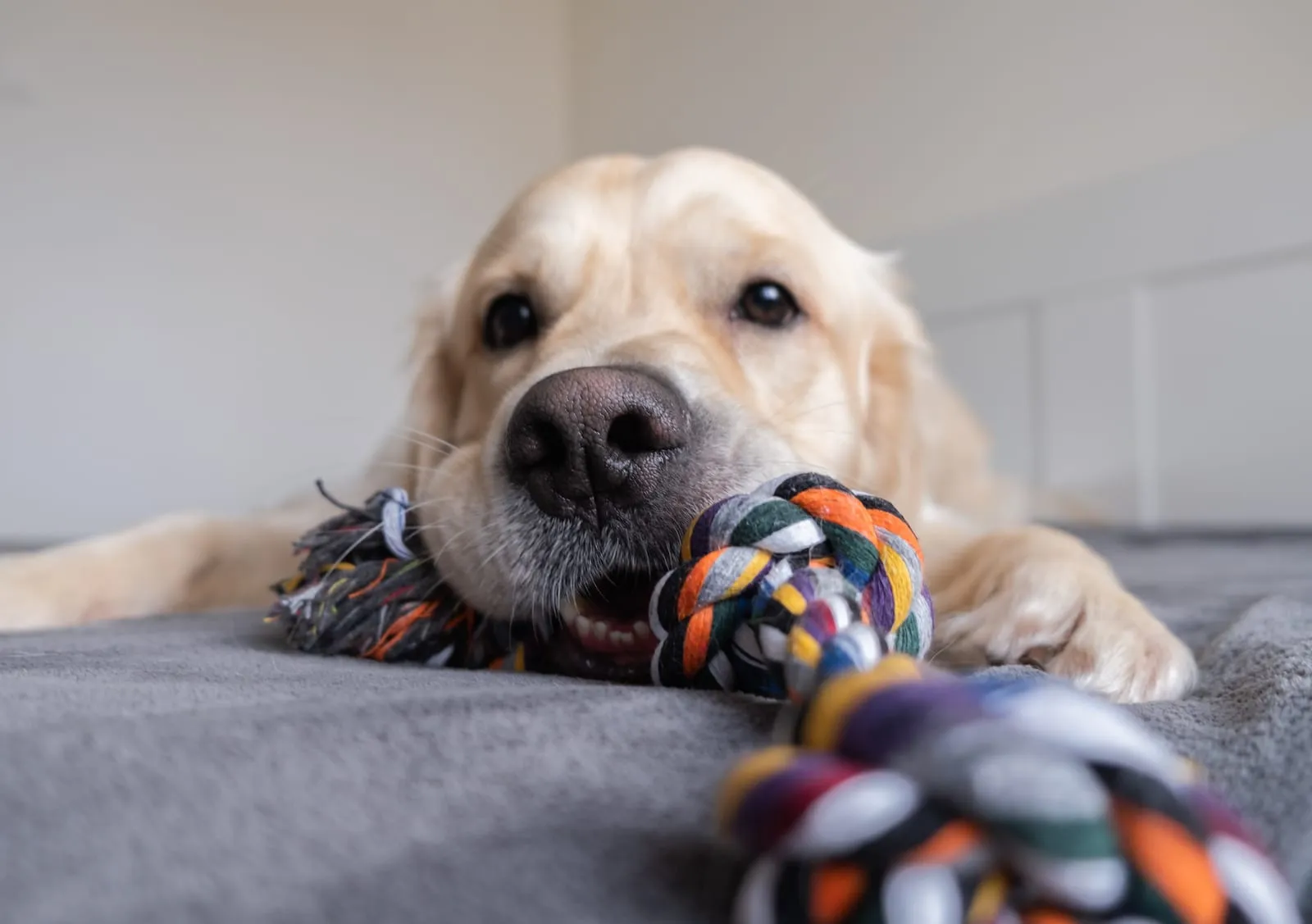 Golden retriever with a toy rope