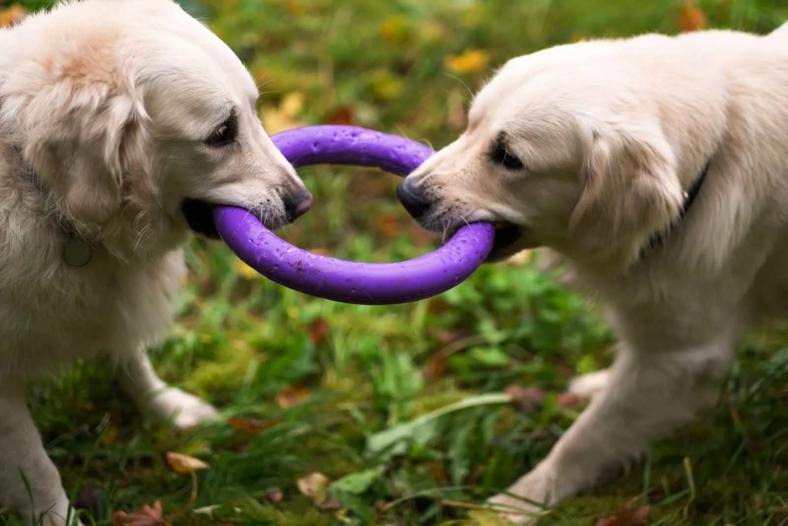 Two golden retrievers playing with a toy ring together