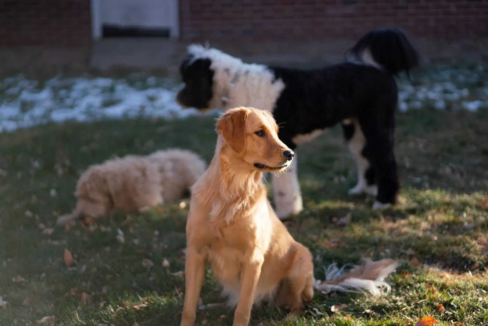 Golden retriever in yard with other dogs