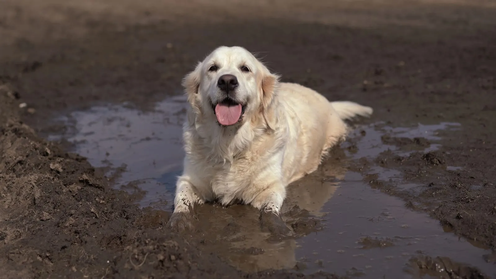 Golden retriever in a puddle