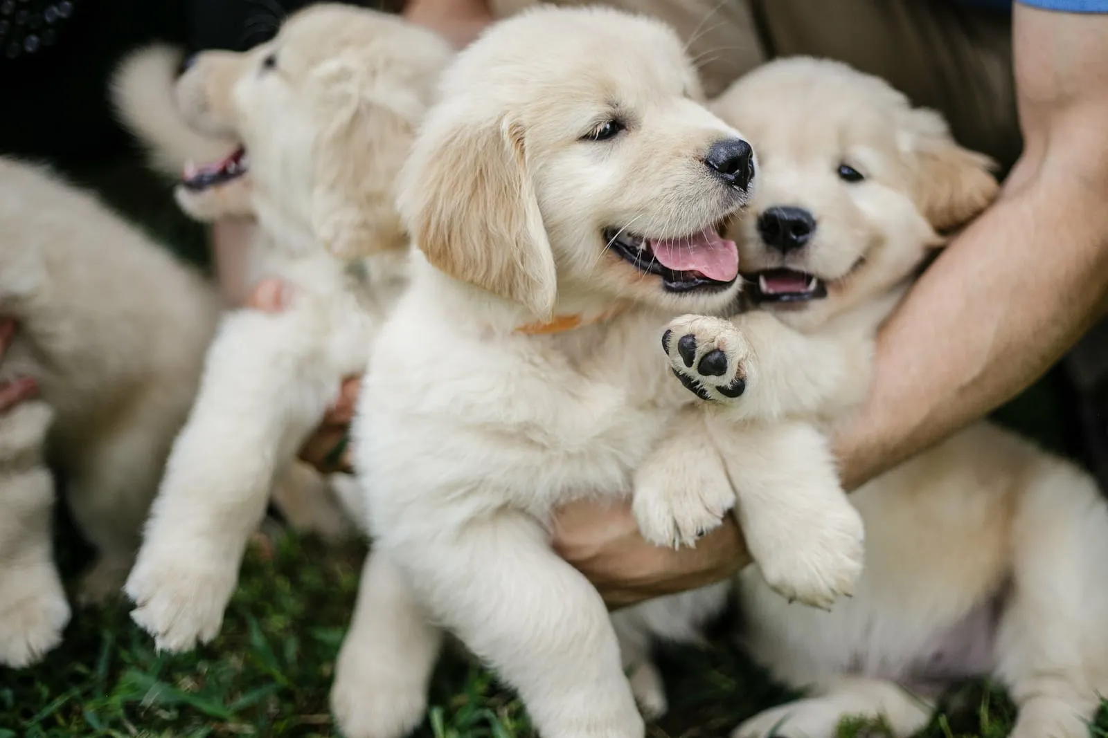Man holding a bunch of golden retriever puppies