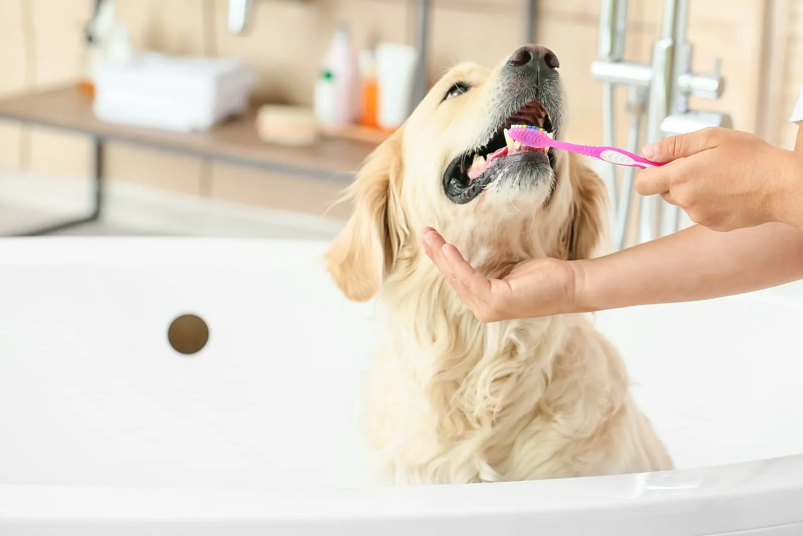 Owner brushing the teeth of a golden retriever