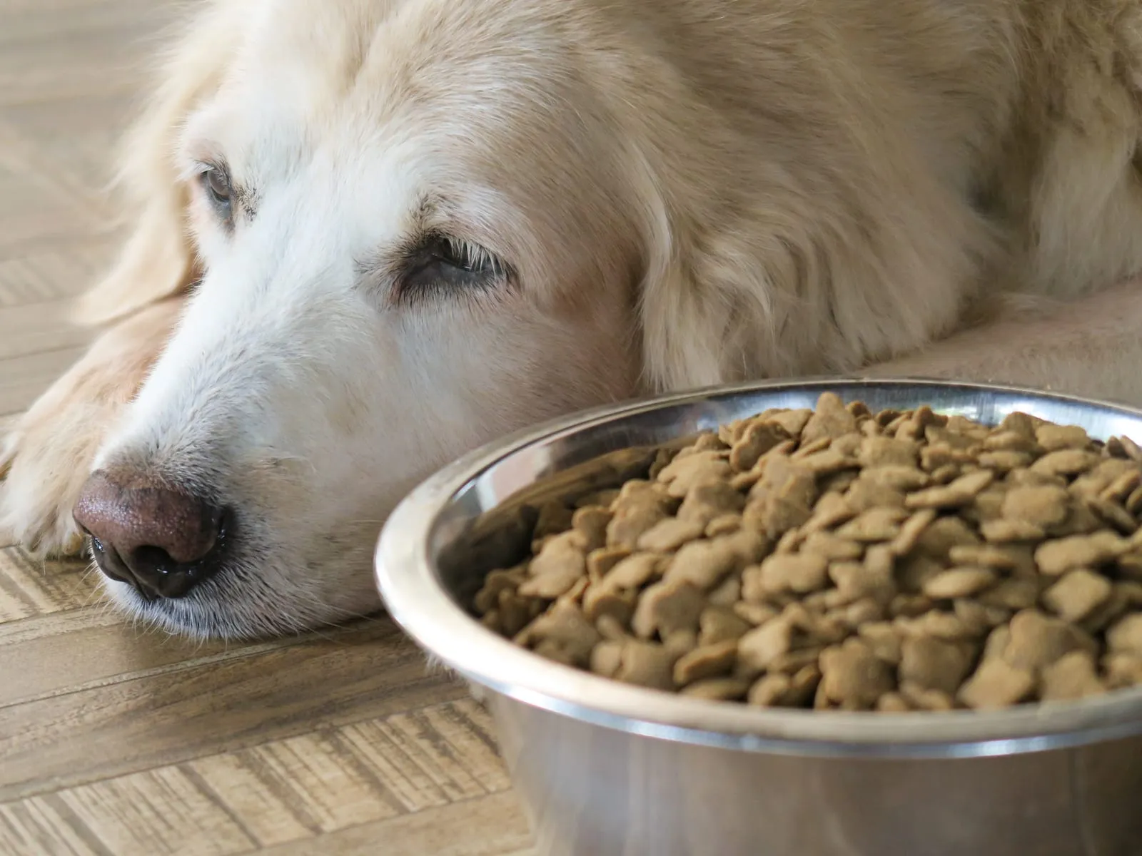 Sad golden retriever lying down next to a bowl of food