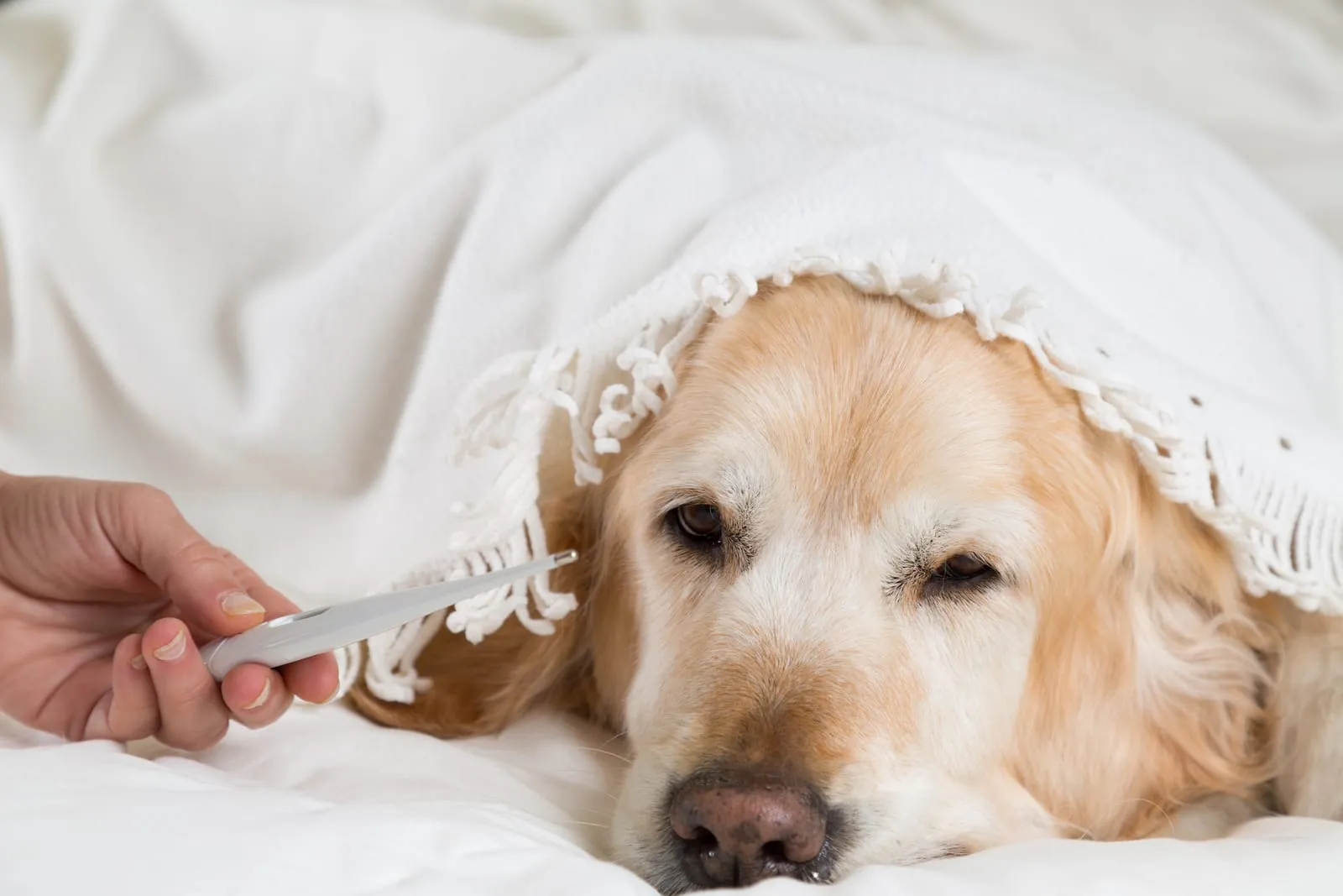 Golden retriever looking ill under a blanket